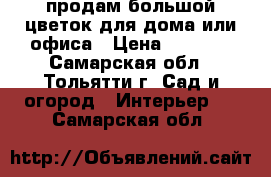 продам большой цветок для дома или офиса › Цена ­ 5 000 - Самарская обл., Тольятти г. Сад и огород » Интерьер   . Самарская обл.
